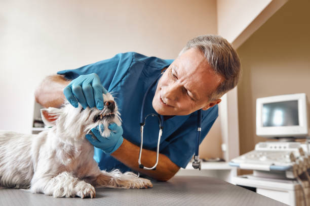 Best Emergency Treatment for Dental Infections or Abscesses in Mcadenville, NC